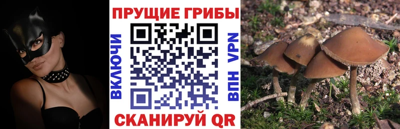 MEGA   Северская  Галлюциногенные грибы GOLDEN TEACHER 